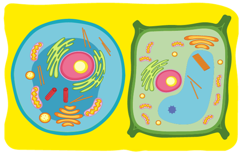 Header Graphics