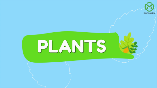 Plants – Types and Uses