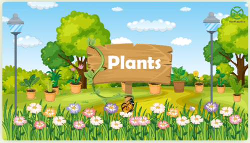 Plants 1 – Recalling what we already know