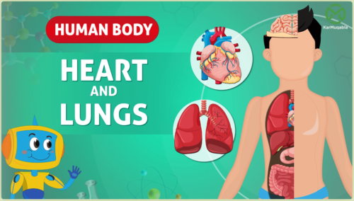 Human Body – Heart and Lungs
