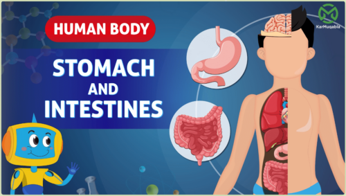 Human Body – Stomach and Intestines