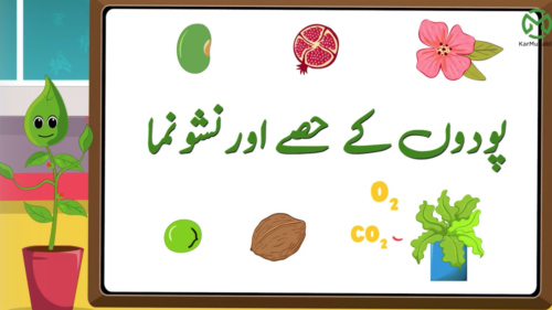 پودوں کے حصے اور نشونما