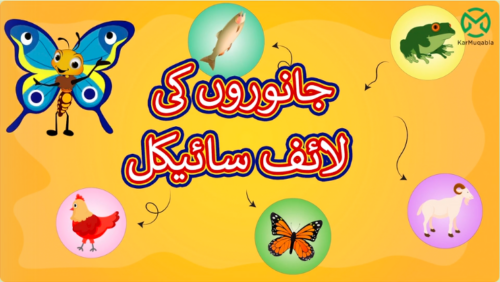 جانوروں کی لائف سائیکل