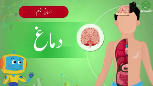 انسانی جسم – دماغ