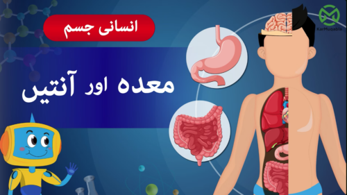 انسانی جسم – معدہ اور آنتیں