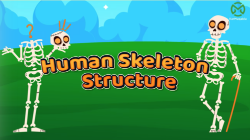 Human Skeleton