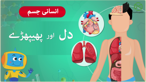 انسانی جسم – دل اور پھیپھڑے