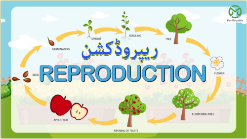 پودے – افزائشِ نسل