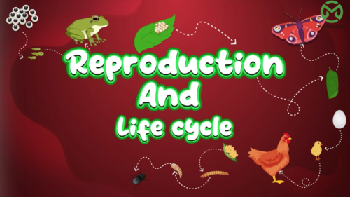Reproduction and Lifecycles