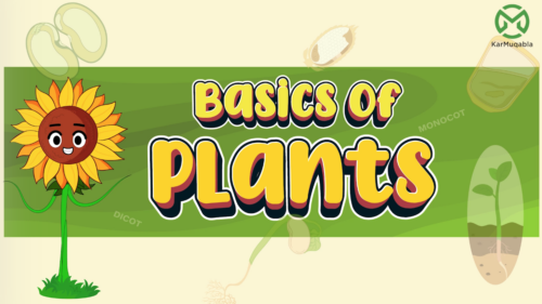 Basics of Plants